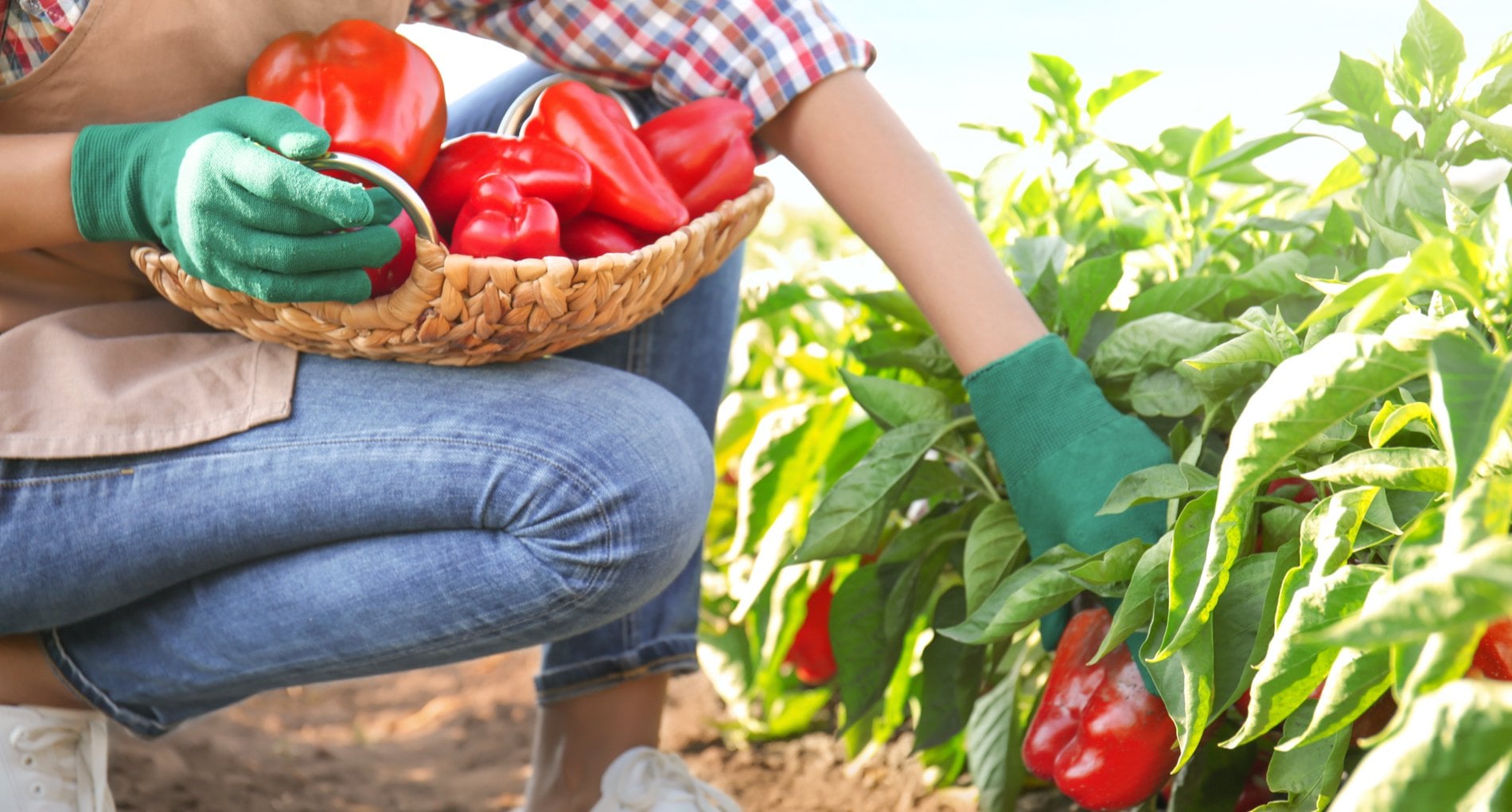 Poivron dans son potager